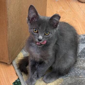 Warren -  Domestic Short Hair Cat for Adoption in Asheville, North Carolina - Warren | PetCurious