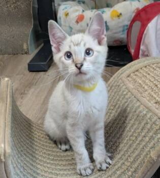 Caramel -  Siamese Cat for Adoption in Urbandale, Iowa - Caramel | PetCurious