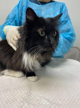 Domestic Long Hair and Domestic Short Hair Cats Available for Adoption - Banshee | PetCurious