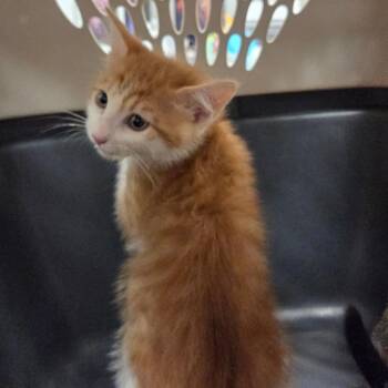 Lumen -  Domestic Short Hair Cat for Adoption in Chattanooga, Tennessee - Lumen | PetCurious
