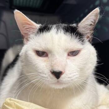 Madison -  Domestic Short Hair Cat for Adoption in New York, New York - Madison | PetCurious
