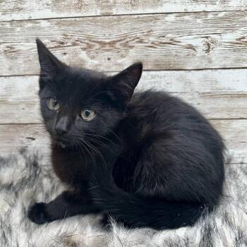 Ferdinand -  Domestic Short Hair Cat for Adoption in Lexington, Kentucky - Ferdinand | PetCurious