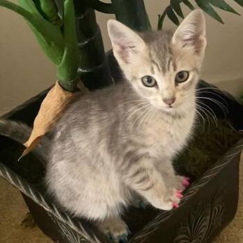 Tabby -  Domestic Short Hair Cat for Adoption in Long Beach, California - Tabby | PetCurious