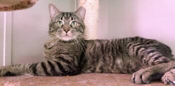 Tabby and Domestic Short Hair Cats Available for Adoption in Chandler, Arizona - Thomas Church | PetCurious