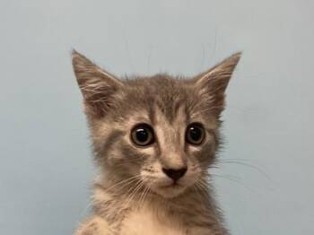 Bilbo Baggins -  Domestic Medium Hair Cat for Adoption in Golden Valley, Minnesota - Bilbo Baggins | PetCurious