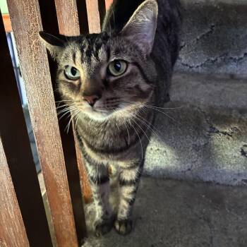 Milo -  Domestic Short Hair Cat for Adoption in Stoughton, Wisconsin - Milo | PetCurious