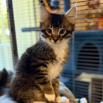 Dorian -  Domestic Medium Hair Cat for Adoption in Pleasanton, California - Dorian | PetCurious
