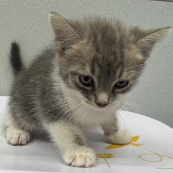 Aspen -  Domestic Short Hair Cat for Adoption in Tampa, Florida - Aspen | PetCurious