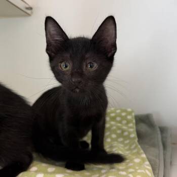 Solo (bonded w/ Han) -  Domestic Short Hair Cat for Adoption in Oakland, California - Solo (bonded W/ Han) | PetCurious