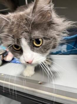 Domestic Medium Hair Cats Available for Adoption in Dayton, Minnesota - Gardenia / 1 Of 3 | PetCurious