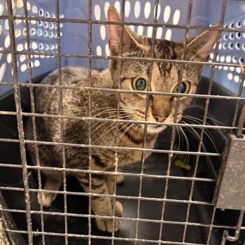 Carousel -  Domestic Short Hair Cat for Adoption in Philadelphia, Pennsylvania - Carousel | PetCurious