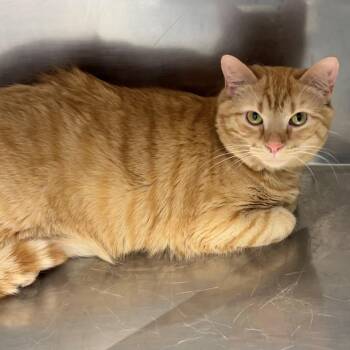 Marigold -  Domestic Short Hair Cat for Adoption in Edinburg, Virginia - Marigold | PetCurious