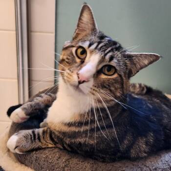 Domestic Short Hair Cats Available for Adoption in Los Angeles, California - Kevin | PetCurious