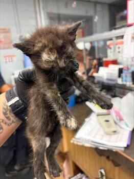A377509 -  Domestic Short Hair Cat for Adoption in Stockton, California - A377509 | PetCurious