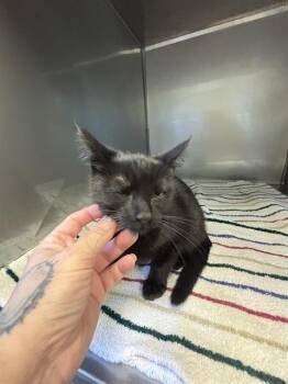ELENA* -  Domestic Short Hair Cat for Adoption in Santa Cruz, California - ELENA* | PetCurious