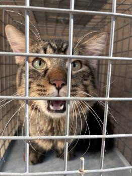 A480509 -  Domestic Medium Hair Cat for Adoption in Oklahoma City, Oklahoma - A480509 | PetCurious