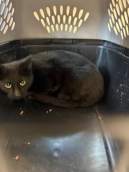 Domestic Short Hair Cats Available for Adoption in Colorado Springs, Colorado - SOLEY | PetCurious