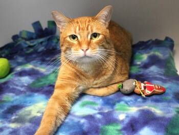 Rescue Domestic Short Hair Cats for Adoption in Fayetteville, Arkansas - Corncob | PetCurious