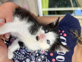 Domestic Short Hair Cats Available for Adoption in Fruit Heights, Utah - Twilight Sparkle | PetCurious