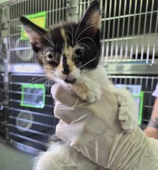 WILHELMINA -  Domestic Short Hair Cat for Adoption in Pensacola, Florida - WILHELMINA | PetCurious