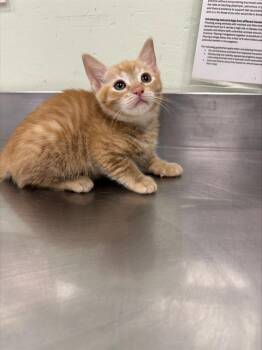 SCRAMBLED* -  Domestic Short Hair Cat for Adoption in Santa Cruz, California - SCRAMBLED* | PetCurious