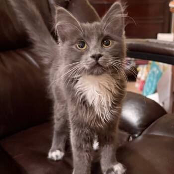 Rescue Domestic Long Hair Cats for Adoption in Hemet, California - Bubbles | PetCurious