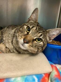 Domestic Short Hair Cats Available for Adoption - Reggie (Sells) | PetCurious