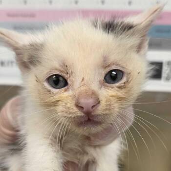 DaVinci -  Domestic Short Hair Cat for Adoption in Asheville, North Carolina - DaVinci | PetCurious