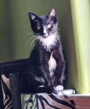 JOHNNY -  Domestic Short Hair Cat for Adoption in Burbank, California - JOHNNY | PetCurious