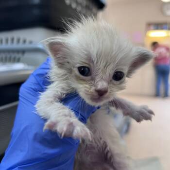 Chrysalis -  Domestic Medium Hair Cat for Adoption in Kanab, Utah - Chrysalis | PetCurious