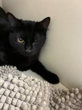 Domestic Short Hair Cats Available for Adoption in Bloomington, Indiana - Metronome | PetCurious