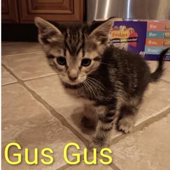 Gus Gus -  Domestic Short Hair Cat for Adoption in Crown Point, Indiana - Gus Gus | PetCurious
