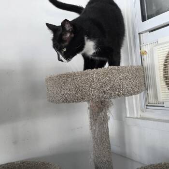 Domestic Short Hair Cats Available for Adoption - Percy Pallas | PetCurious