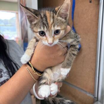 Topanga -  Domestic Short Hair Cat for Adoption in West Point, Mississippi - Topanga | PetCurious