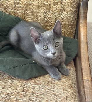 Mabel - Little Star, Big Heart -  Domestic Short Hair Cat for Adoption in Prescott, Arizona - Mabel - Little Star, Big Heart | PetCurious