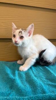 Nimbus (Green) -  Domestic Short Hair Cat for Adoption in Clarksville, Tennessee - Nimbus (Green) | PetCurious
