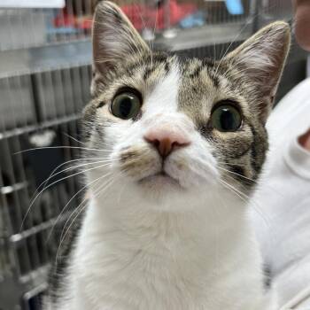 Dewey -  Domestic Short Hair Cat for Adoption in La Grange, Kentucky - Dewey | PetCurious