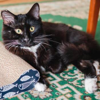 Domestic Short Hair Cats Available for Adoption - Linus | PetCurious