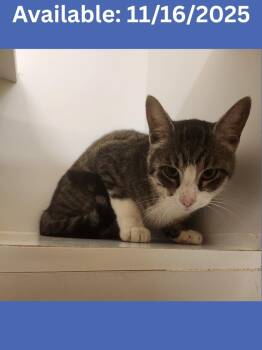 Rescue Domestic Short Hair Cats for Adoption in Greenville, Texas - Cat Condo #9 | PetCurious