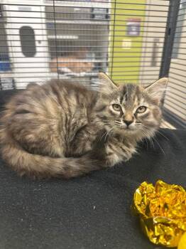 Amelia (Taylor) -  Domestic Long Hair Cat for Adoption in Johnson City, Tennessee - Amelia (Taylor) | PetCurious