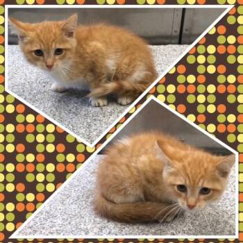 NEWTON -  Domestic Short Hair Cat for Adoption in Buckhannon, West Virginia - NEWTON | PetCurious