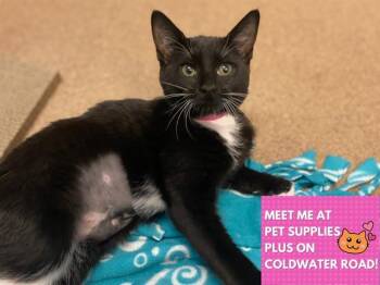Domestic Short Hair Cats Available for Adoption in Fort Wayne, Indiana - ESPRESSO | PetCurious