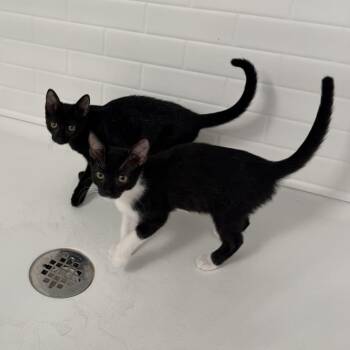 Nala (bonded with Zuzu) -  Domestic Short Hair Cat for Adoption in Honolulu, Hawaii - Nala (bonded With Zuzu) | PetCurious