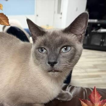 Cheryl - Blue Eyes -  Siamese Cat for Adoption in Wyandotte, Michigan - Cheryl - Blue Eyes | PetCurious