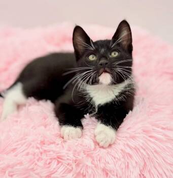 Domestic Short Hair Cats Available for Adoption in Covington, Louisiana - Ratchet | PetCurious