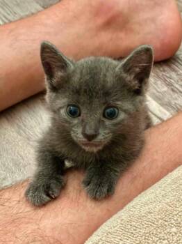 Little Girl Blue -  Russian Blue and Domestic Medium Hair Cat for Adoption in New Braunfels, Texas - Little Girl Blue | PetCurious
