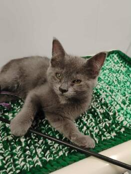 Domestic Short Hair Cats Available for Adoption in Kalamazoo, Michigan - Montgomery Gray | PetCurious