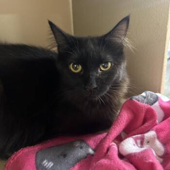 Connecticut -  Domestic Long Hair Cat for Adoption in Hemet, California - Connecticut | PetCurious