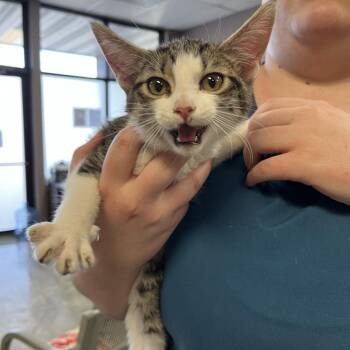 Pixie (Marvel) -  Domestic Short Hair Cat for Adoption in Branson, Missouri - Pixie (Marvel) | PetCurious
