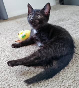 Rescue Domestic Short Hair Cats for Adoption in Lake Monroe, Florida - Sasuke | PetCurious
